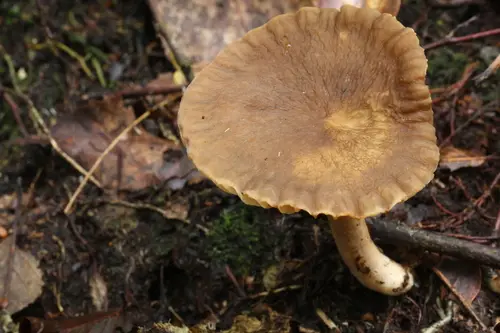 Lactarius subplinthogalus (Lactarius subplinthogalus), photo
