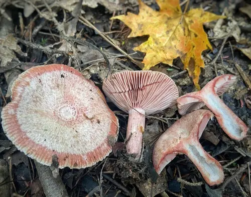 Lactarius subpurpureus (Lactarius subpurpureus), photo