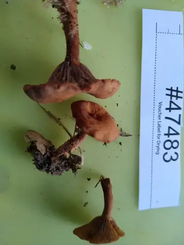 Lactarius subserifluus (Lactarius subserifluus), photo