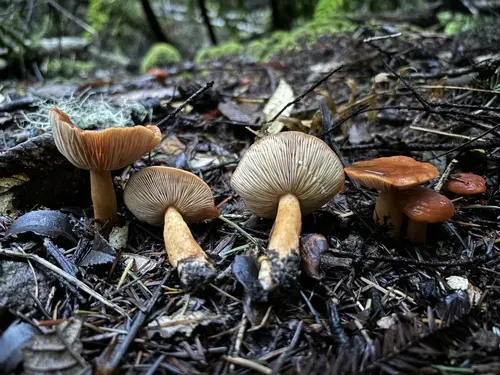 Lactarius substriatus (Lactarius substriatus), photo