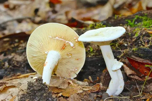 Lactarius subvernalis (Lactarius subvernalis), photo