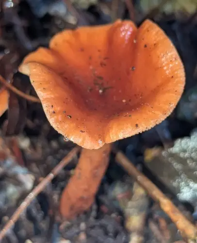 Lactarius subviscidus (Lactarius subviscidus), photo