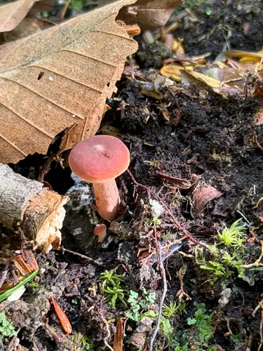 Birch Milkcap (Lactarius tabidus), photo