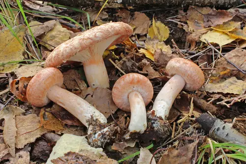 Woolly Milkcap (Lactarius torminosus), photo