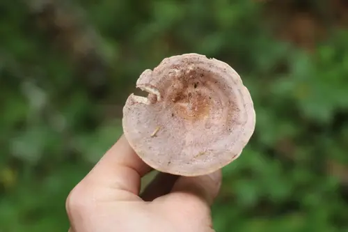 Tacked Milkcap (Lactarius trivialis), photo