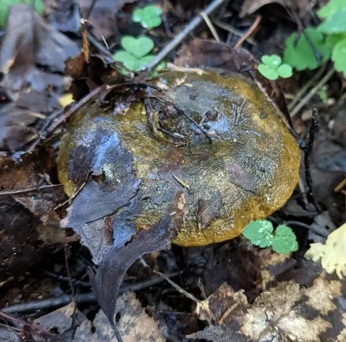 Ugly Milk-Cap (Lactarius turpis), photo