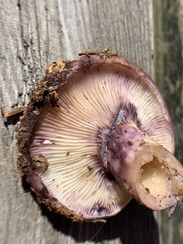 Purple-Staining Milk Cap (Lactarius uvidus), photo