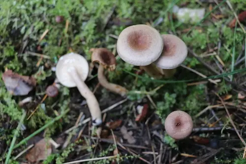 Grey Milk-Cap (Lactarius vietus), photo