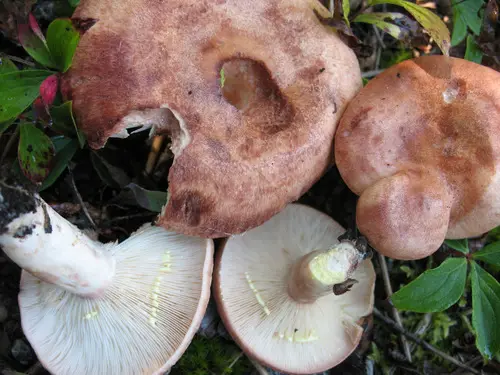 Yellow-Staining Milkcap (Lactarius vinaceorufescens), photo