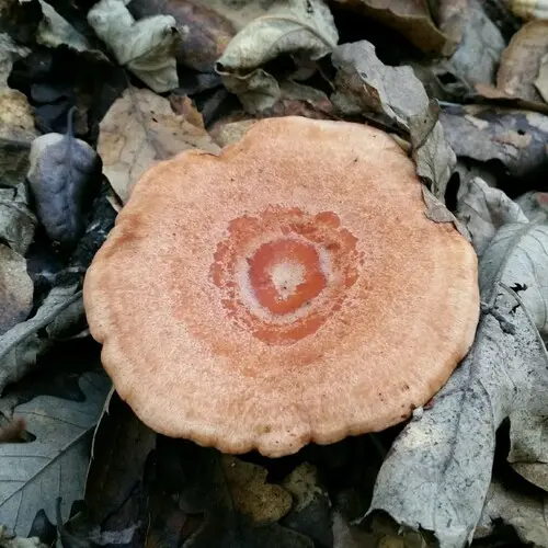 Galactic Milk Cap (Lactarius xanthogalactus), photo
