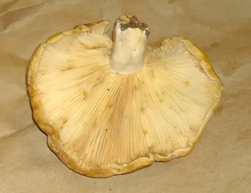 Lactarius yazooensis (Lactarius yazooensis), photo