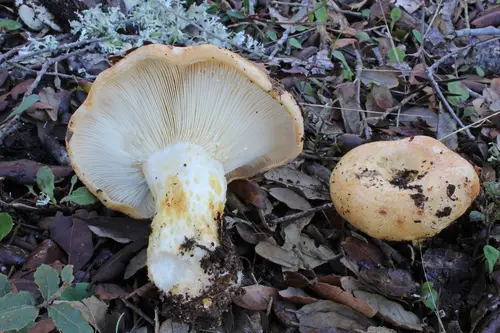 Ringed Milk-Cap (Lactarius zonarius), photo