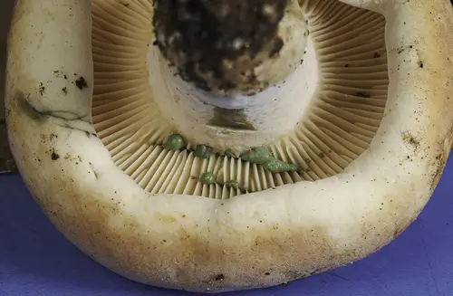 Lactifluus allardii (Lactifluus allardii), photo