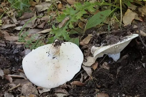 Lactifluus glaucescens (Lactifluus glaucescens), photo