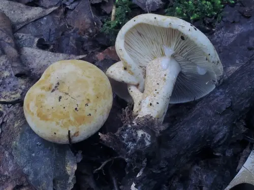 Buff Fishy Milky (Lactifluus luteolus), photo