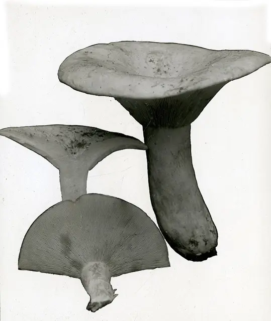Lactifluus pergamenus (Lactifluus pergamenus), photo