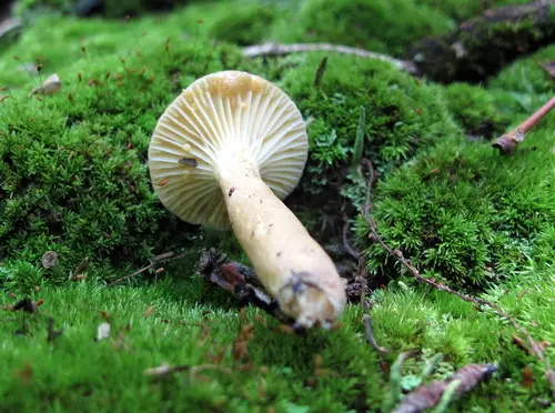Lactifluus petersenii (Lactifluus petersenii), photo