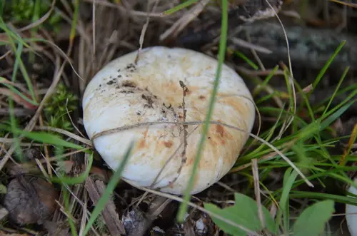 Peppery Milkcap (Lactifluus piperatus), photo