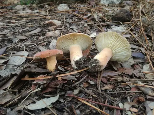 Lactifluus rugatus (Lactifluus rugatus), photo