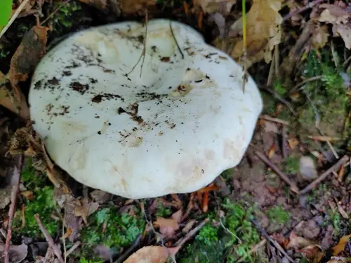 Lactifluus subvellereus (Lactifluus subvellereus), photo