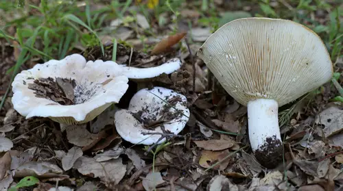 Fleecy Milkcap (Lactifluus vellereus), photo