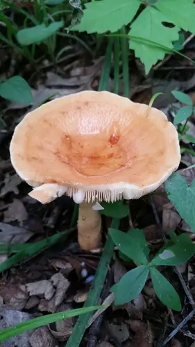 Bradley (Lactifluus volemus), photo