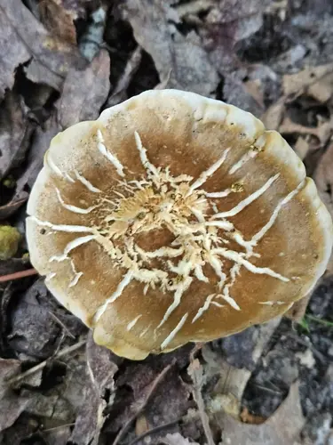 Laeticutis cristata (Laeticutis cristata), photo