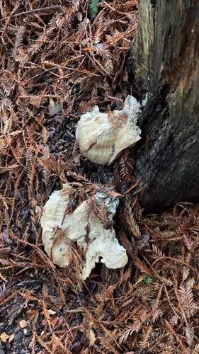 Brown Cubical Rot (Laetiporus conifericola), photo