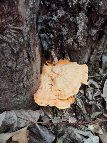 Western Chicken-Of-The-Woods (Laetiporus gilbertsonii), photo