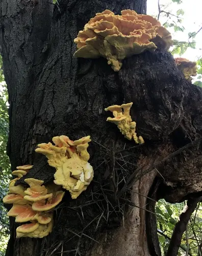 Chicken Of The Woods (Laetiporus sulphureus), photo