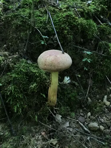 Lanmaoa carminipes (Lanmaoa carminipes), photo