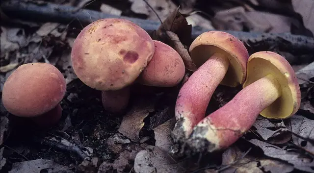 Lanmaoa pallidorosea (Lanmaoa pallidorosea), photo