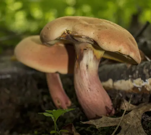 Lanmaoa pseudosensibilis (Lanmaoa pseudosensibilis), photo