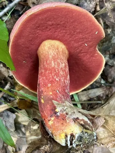 Lanmaoa sublurida (Lanmaoa sublurida), photo