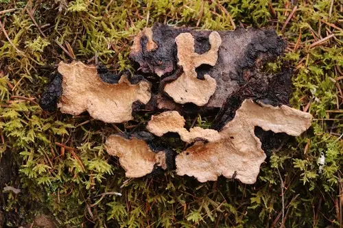 Laurilia sulcata (Laurilia sulcata), photo