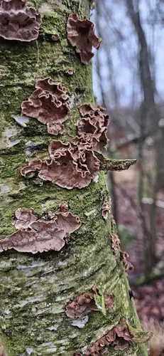 Laxitextum bicolor (Laxitextum bicolor), photo