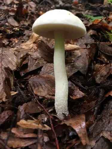 Leccinellum albellum (Leccinellum albellum), photo
