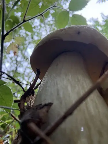 Saffron Bolete (Leccinellum crocipodium), photo