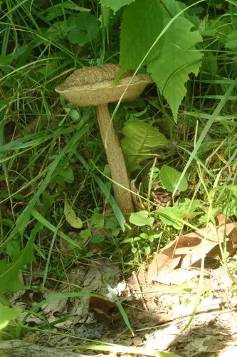 Leccinellum griseum (Leccinellum griseum), photo