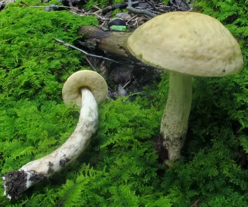 Leccinellum luteum (Leccinellum luteum), photo