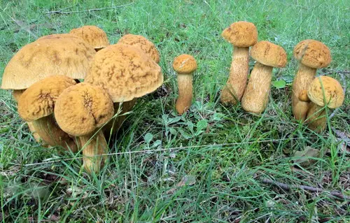 Wrinkled Bolete (Leccinellum rugosiceps), photo