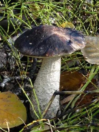 Alaska Bolete (Leccinum alaskanum), photo