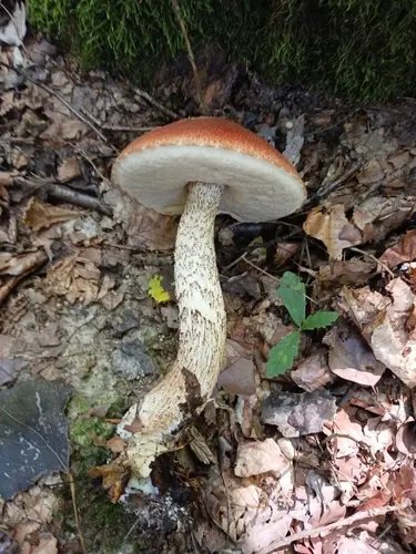 Copper-Top (Leccinum aurantiacum), photo