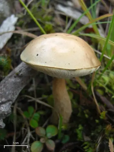 Ghost Bolete (Leccinum holopus), photo