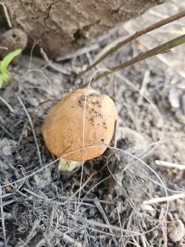 Aspen Bolete (Leccinum insigne), photo