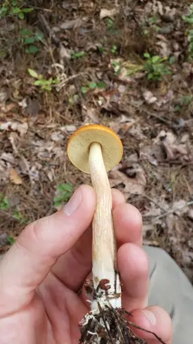 Leccinum longicurvipes (Leccinum longicurvipes), photo