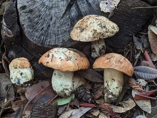 Manzanita Bolete (Leccinum manzanitae), photo