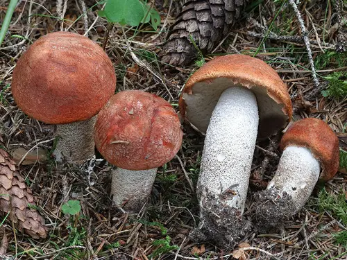 Leccinum piceinum (Leccinum piceinum), photo