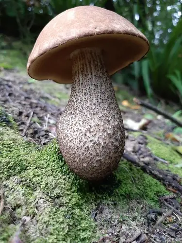 Blushing Bolete (Leccinum scabrum), photo