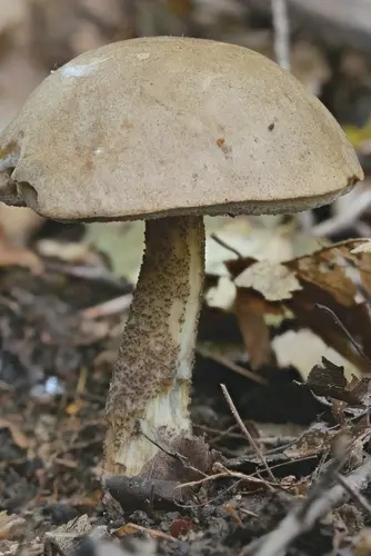 Snell's Bolete (Leccinum snellii), photo